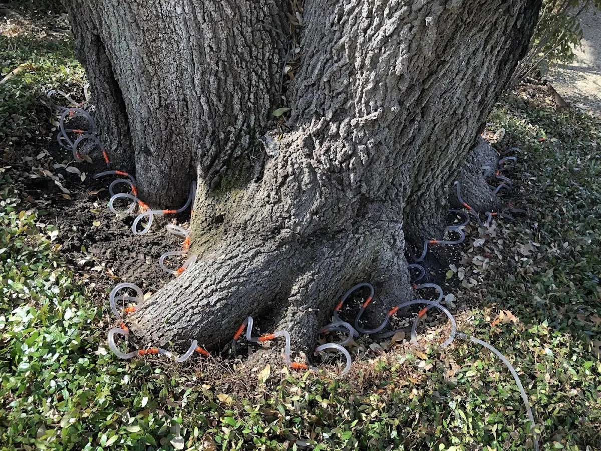 Detailed Tree Cabling and Bracing job site in New Smyrna Beach