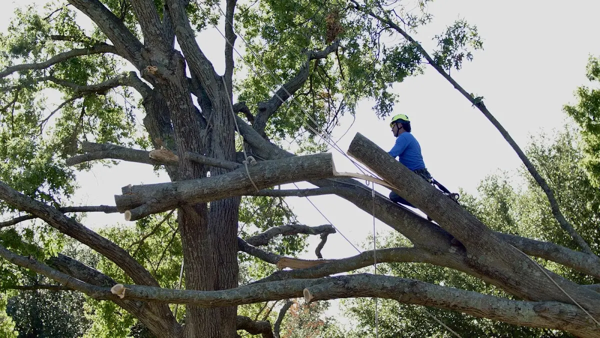 Professional Hazardous Tree Removal performed by certified arborists in New Smyrna Beach