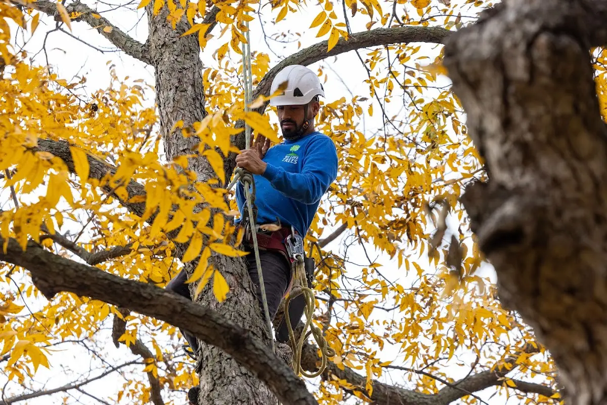 Skilled Tree Pruning crew working in New Smyrna Beach