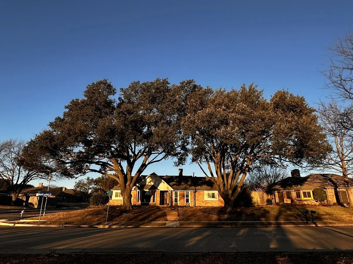 Established residential canopy tree shading a home in New Smyrna Beach