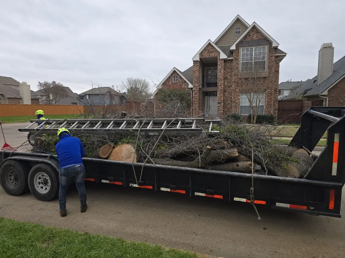Expert Tree Removal with proper safety equipment in New Smyrna Beach